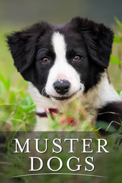 Muster Dogs - Season 3