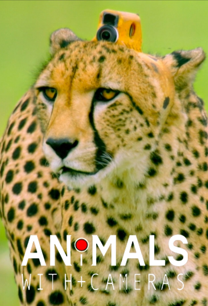 Animals with Cameras - Season 2