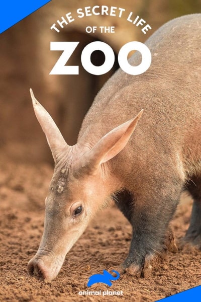 The Secret Life of The Zoo - Season 9